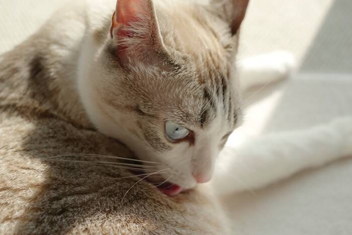 猫が『欲求不満』を感じているときの仕草4選　問題行動のリスクや飼い主ができる対処法