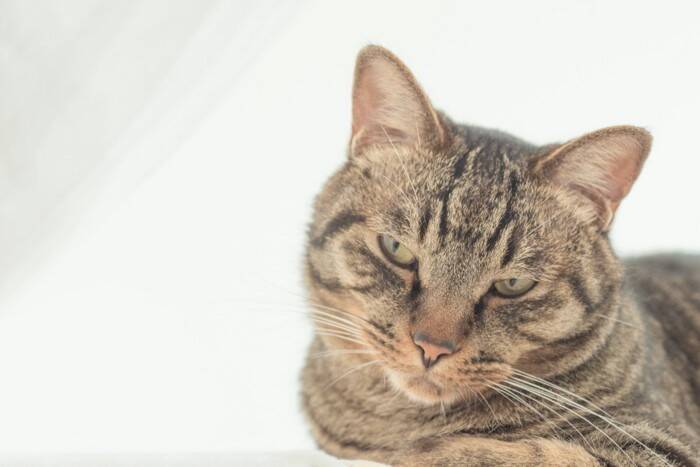 猫が『欲求不満』を感じているときの仕草4選　問題行動のリスクや飼い主ができる対処法
