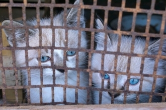 猫の『虐待現場』を発見したときの対処法3つ　小さな命を救うためにできること