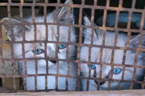 猫の『虐待現場』を発見したときの対処法3つ　小さな命を救うためにできること