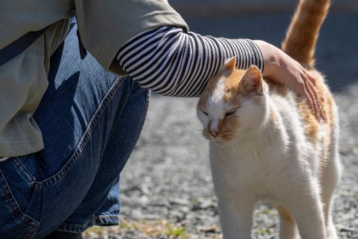 猫の『虐待現場』を発見したときの対処法3つ　小さな命を救うためにできること