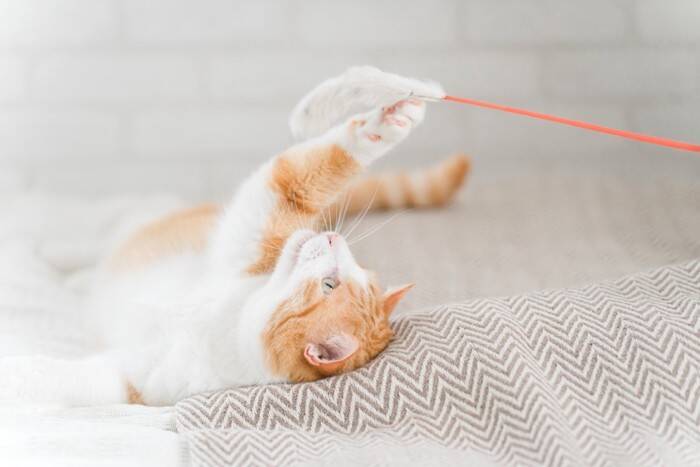 猫が『とても楽しんでいる』ときにする仕草7選　行動の意味や満足度を高めるコツまでご紹介