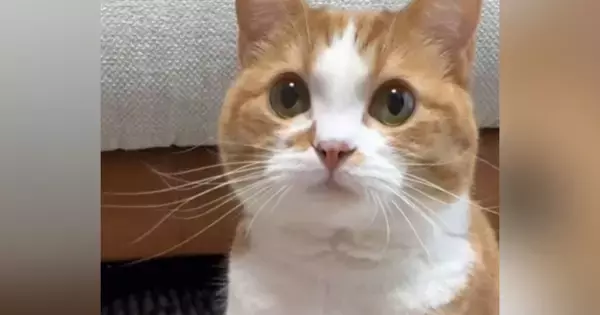 猫の目の前に手を差し出すと…次の瞬間→あまりにもお利口な『かわいすぎる様子』が114万再生「す、すごい」「ずっとペロペロしてるｗ」