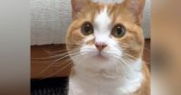 猫の目の前に手を差し出すと…次の瞬間→あまりにもお利口な『かわいすぎる様子』が114万再生「す、すごい」「ずっとペロペロしてるｗ」