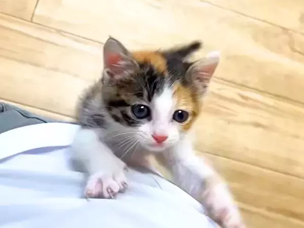 元気いっぱいな保護子猫→ずっと後を追いかけてきて…尊すぎる『微笑ましい光景』に「一生懸命走ってくる」「可愛いストーカー」と反響集まる