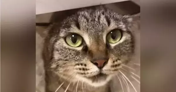 撫でられ好きの『甘えん坊な猫』→机の下にいると思ったら…たまらなく可愛い行動に悶絶の声「心臓止まった」「ため息が出た」と32万再生