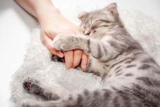 猫が『依存してしまう飼い主』に当てはまる特徴3つ　トラブルに繋がる可能性から適切な接し方まで