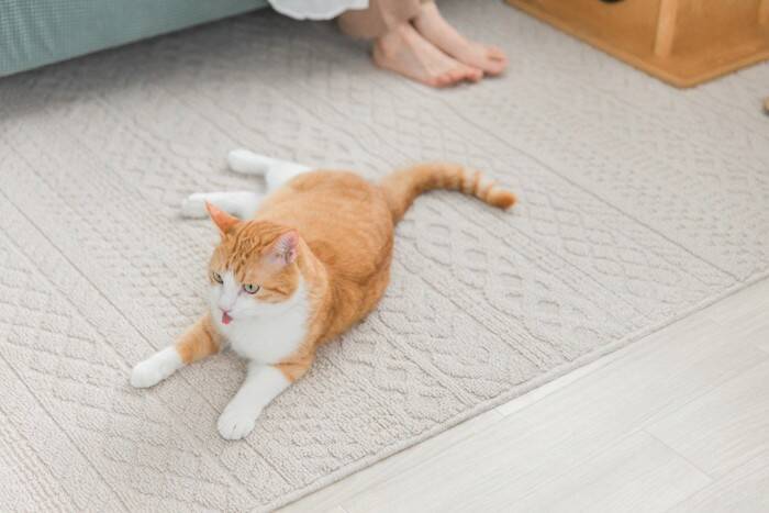 猫が『依存してしまう飼い主』に当てはまる特徴3つ　トラブルに繋がる可能性から適切な接し方まで