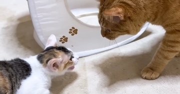 怖がりな新入り子猫→『先住猫がいる部屋』にやってきた結果…心温まる『素敵な展開』に「頼もしいお兄ちゃん」「本当に優しい」の声