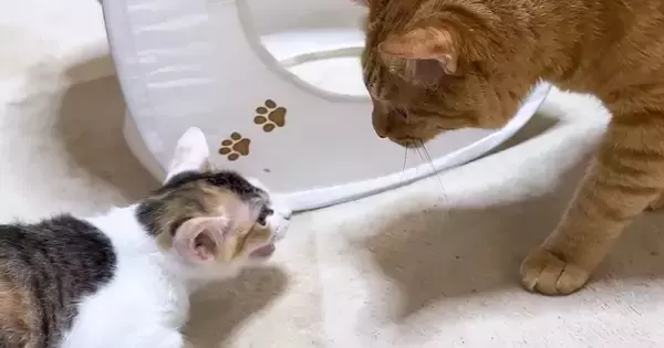 怖がりな新入り子猫→『先住猫がいる部屋』にやってきた結果…心温まる『素敵な展開』に「頼もしいお兄ちゃん」「本当に優しい」の声