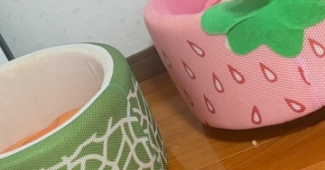 猫ベッドが3つ並ぶ部屋、夏用も冬用も揃えたのに…猫が選んだ『まさかの場所』に「文句ある？って顔ｗ」「安定のしっくり感」と反響