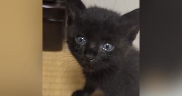 ケガと猫風邪でボロボロになっていたところを保護された子猫…『1年間の記録』に感動の声「出会えてよかった」「いっぱい幸せになってね」