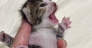 ぐったりして鳴きもしなかった子猫→保護から2週間…感動の『ビフォーアフター』に「ほんと良かったねぇ」「素晴らしい」と56万表示