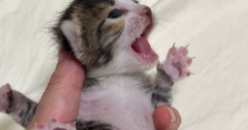 ぐったりして鳴きもしなかった子猫→保護から2週間…感動の『ビフォーアフター』に「ほんと良かったねぇ」「素晴らしい」と56万表示