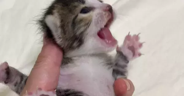ぐったりして鳴きもしなかった子猫→保護から2週間…感動の『ビフォーアフター』に「ほんと良かったねぇ」「素晴らしい」と56万表示