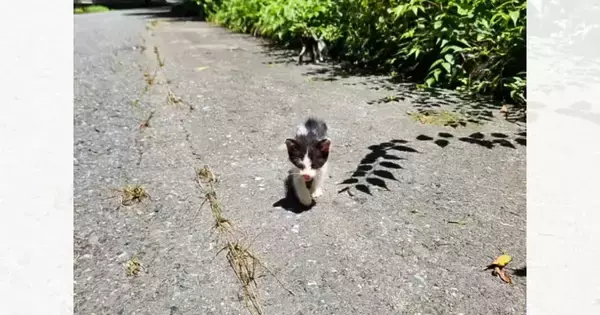 『山に捨てられていた』ガリガリの子猫が保護された結果…思わず涙が出るエピソードに反響「絶対幸せになって」「放ってはおけないね」