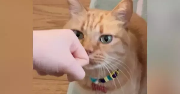 緑色の瞳がきれいな茶トラ猫→９年前の『瞳の色』を見ると……別の猫のような『驚きの変化』に反響「あれ、本当だ！」「どちらも可愛いｗ」