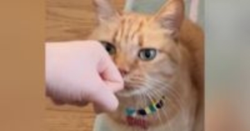 緑色の瞳がきれいな茶トラ猫→９年前の『瞳の色』を見ると……別の猫のような『驚きの変化』に反響「あれ、本当だ！」「どちらも可愛いｗ」