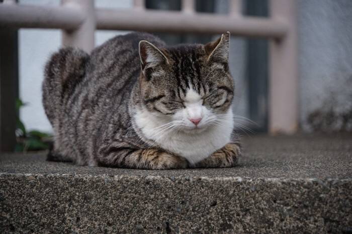 猫の『顔まわり』に表れがちな模様5つ　個性あふれる特徴や呼び名の由来もご紹介