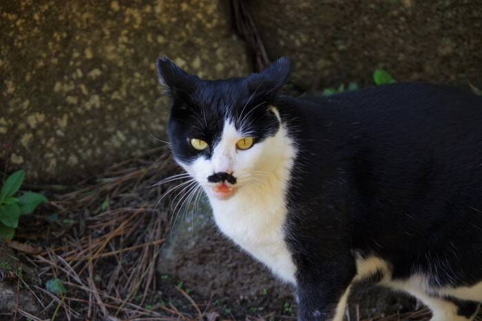 猫の『顔まわり』に表れがちな模様5つ　個性あふれる特徴や呼び名の由来もご紹介