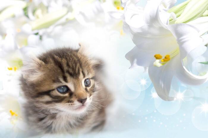 飼い主が猫に『依存』しすぎるリスク3つ　起こりうるトラブルから適切な距離感まで