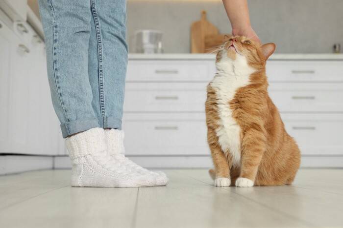 飼い主が猫に『依存』しすぎるリスク3つ　起こりうるトラブルから適切な距離感まで