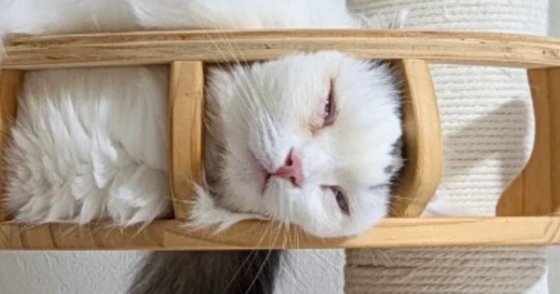 暑い日、『猫たちの過ごし方』を見てみると→キャットタワーの上で…まさかの光景に「見事にハマってるｗ」「電車で見ちゃったｗ」と７万いいね