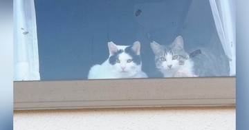 猫たちがくつろぐ出窓に貼られた『手書きのメッセージ』→内容を見ると…男の子がとった『素敵な行動』に２万いいね「何かしらの賞をあげたい」