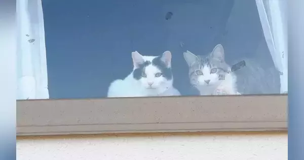 猫たちがくつろぐ出窓に貼られた『手書きのメッセージ』→内容を見ると…男の子がとった『素敵な行動』に２万いいね「何かしらの賞をあげたい」