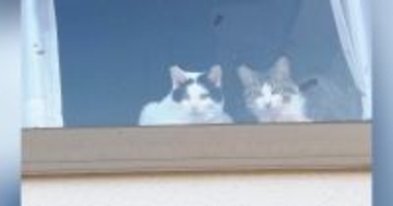猫たちがくつろぐ出窓に貼られた『手書きのメッセージ』→内容を見ると…男の子がとった『素敵な行動』に２万いいね「何かしらの賞をあげたい」