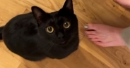 どうしても構ってほしい黒猫→ママが離れると……あまりにも可愛い『まさかの行動』が38万再生「幸せな気持ちになった」「たまらんねｗ」