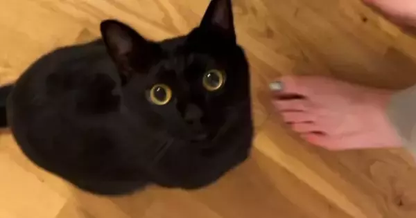どうしても構ってほしい黒猫→ママが離れると……あまりにも可愛い『まさかの行動』が38万再生「幸せな気持ちになった」「たまらんねｗ」