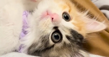 人が大好きな子猫→飼い主にべったりとくっついて…ずっと見ていたくなる『かわいい光景』に悶絶の声「破壊力がすごい」「し、幸せ過ぎる」
