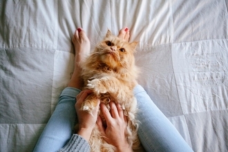 猫も『くすぐったい』と感じるの？反応を示しやすい場所や嫌がっているサインまで