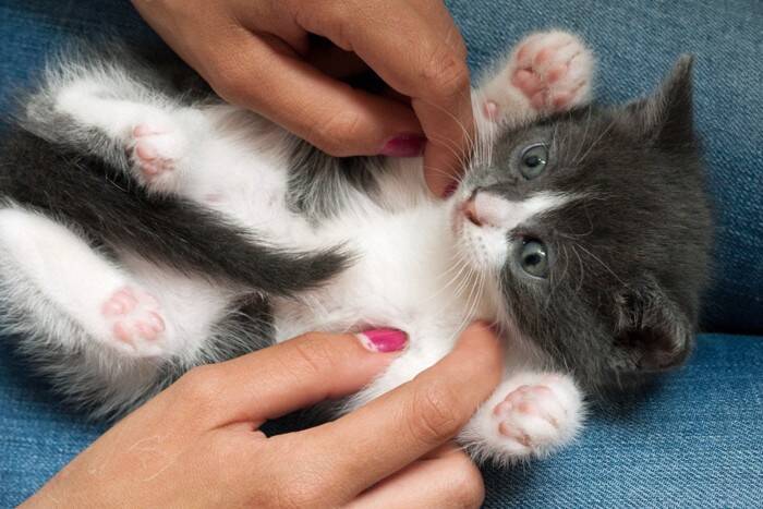 猫も『くすぐったい』と感じるの？反応を示しやすい場所や嫌がっているサインまで
