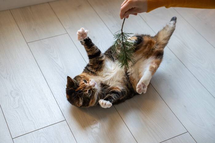 猫も『くすぐったい』と感じるの？反応を示しやすい場所や嫌がっているサインまで