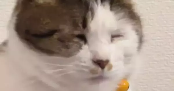 あくびをしようとした猫→『口元』が…ニヤけずにはいられない『可愛すぎる表情』に11万いいね「たまらんすぎる」「人間味あって笑った」