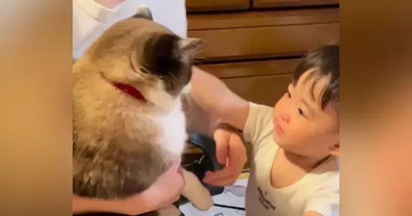 赤ちゃんが猫を抱きしめようとしたら…微笑ましすぎる『ふたりのやり取り』に「優しい世界だねぇ」「猫ちゃんでかいｗ」と19万再生