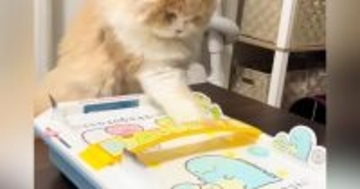 ネコと子どもが『エアホッケー』で対戦した結果…まさかの『尊すぎる光景』が26万再生「ルール理解してるのかわいい」「癒しをありがとう」