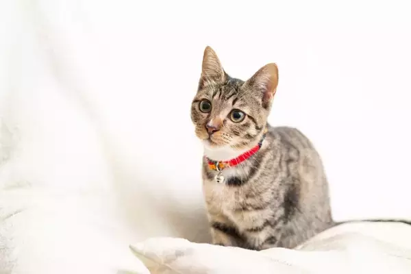 猫に『首輪』を付けたほうがいい理由3つ　万が一に備えた必要性から注意点まで