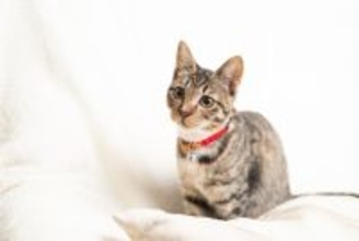 猫に『首輪』を付けたほうがいい理由3つ　万が一に備えた必要性から注意点まで