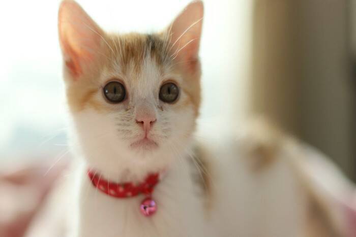 猫に『首輪』を付けたほうがいい理由3つ　万が一に備えた必要性から注意点まで
