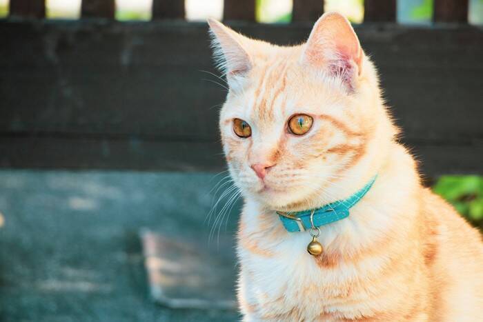 猫に『首輪』を付けたほうがいい理由3つ　万が一に備えた必要性から注意点まで