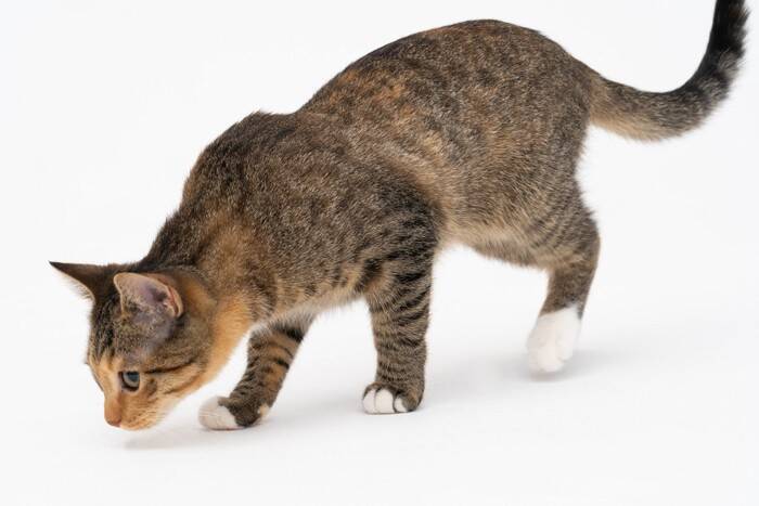 猫は飼い主より『他人のにおい』を長く嗅ぐ傾向がある？研究結果が示す行動の違いとは