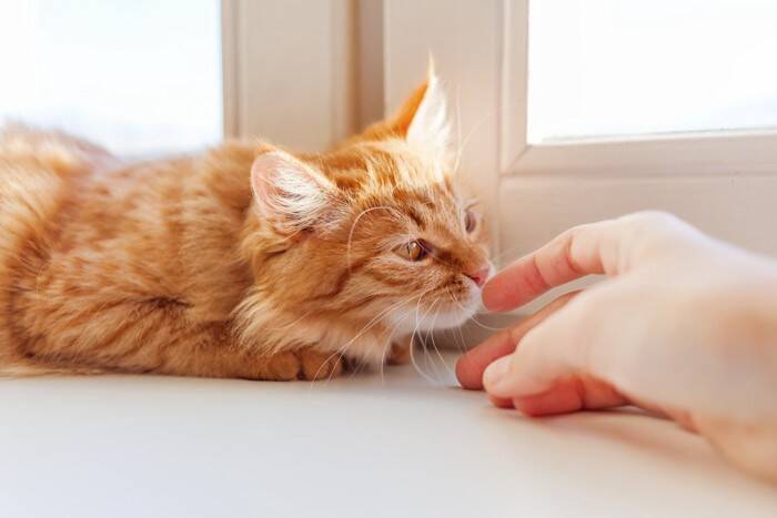 猫は飼い主より『他人のにおい』を長く嗅ぐ傾向がある？研究結果が示す行動の違いとは