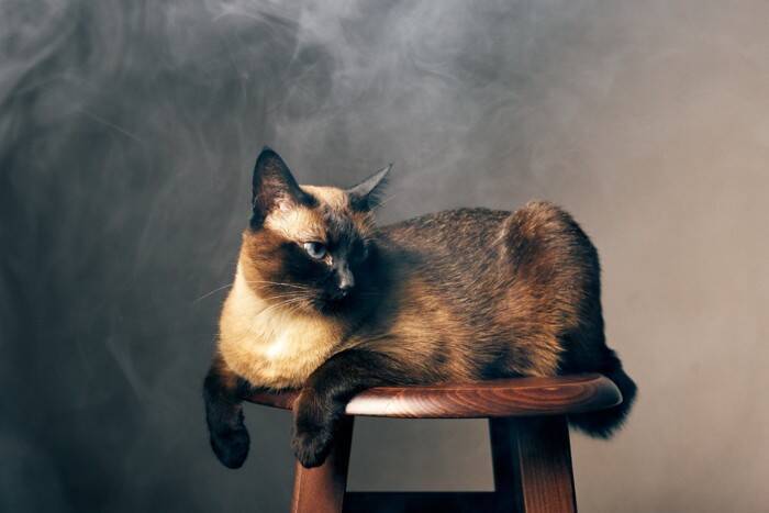 猫を『短命』にさせてしまうNG行為5つ　あなたは大丈夫？いますぐ見直すべきこと