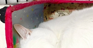 お昼寝中の白猫→太陽の光が眩しかったのか、『しっぽをアイマスク』のように使って…まさかの瞬間に９万いいね「器用だね」「素晴らしい」