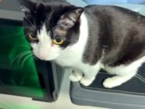 膝の上に乗りたがる２匹のネコ→飼い主さんに撫でられると…愛おしすぎる『甘えん坊な光景』に反響「癒しをありがとう」「お膝に乗れてよかったね」