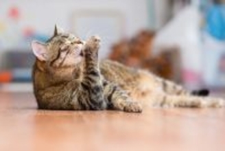 「猫にスキンケアって必要なの？」毛づくろいだけでは防げない皮膚トラブル対策とは？【獣医師執筆】