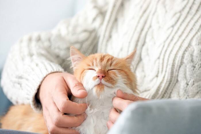「猫にスキンケアって必要なの？」毛づくろいだけでは防げない皮膚トラブル対策とは？【獣医師執筆】